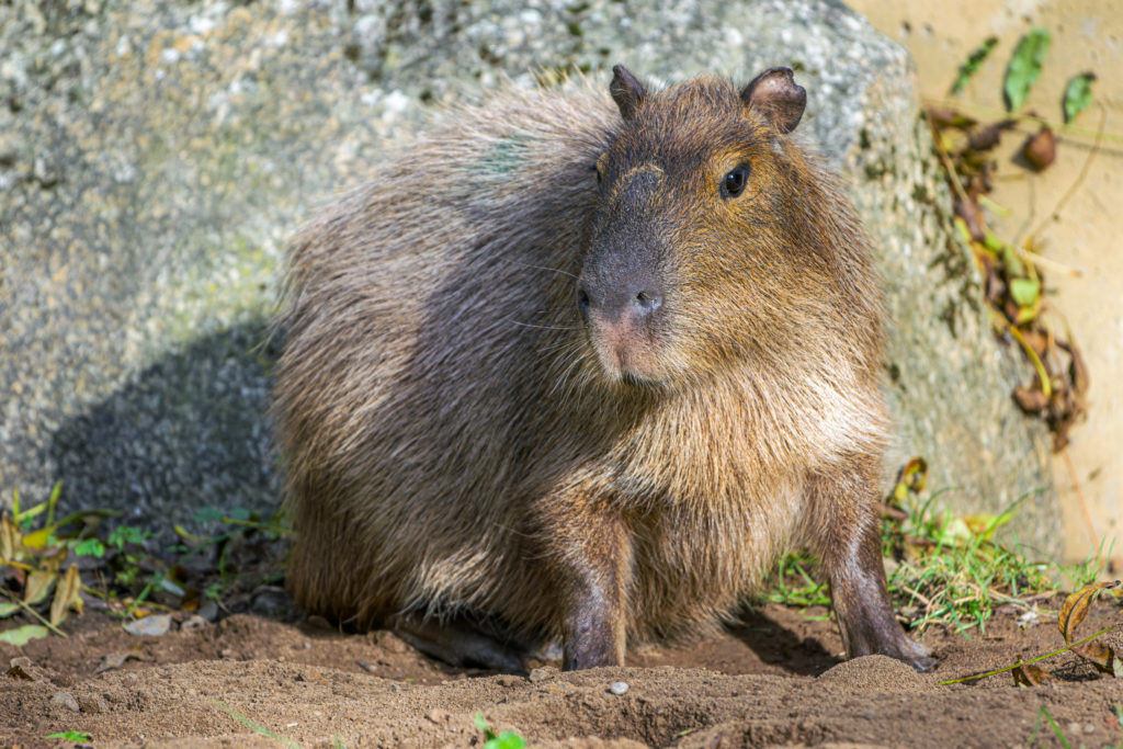 Do Zoo Praha se vrátily kapybary
