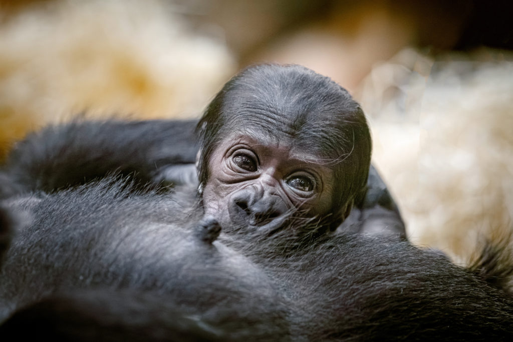 Gorilí mládě prospívá