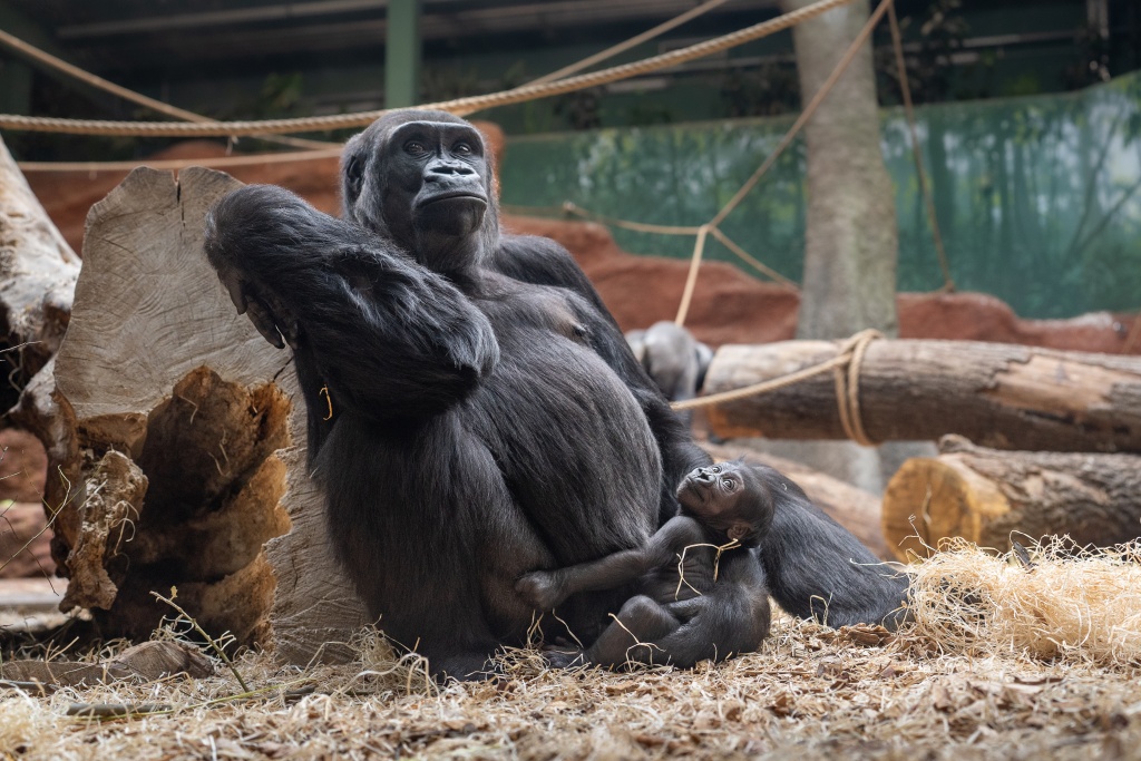 Gorilí samička dostala jméno Mobi