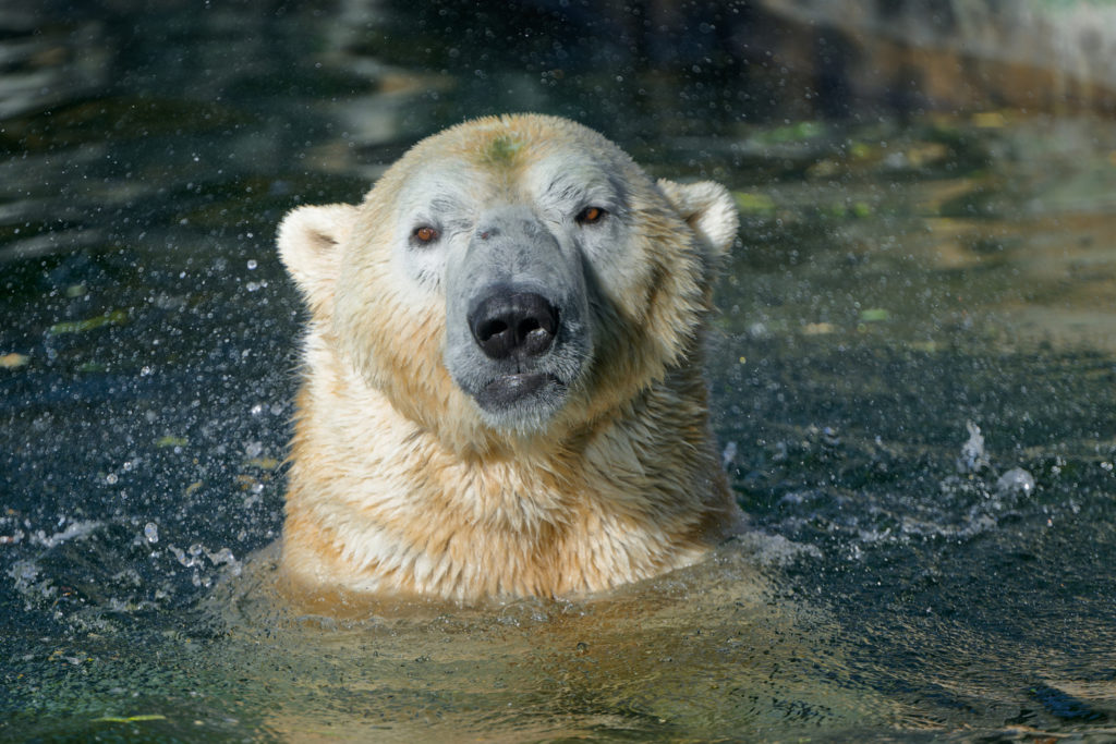 Dvojčata ledních medvědů dorazila do Zoo Praha