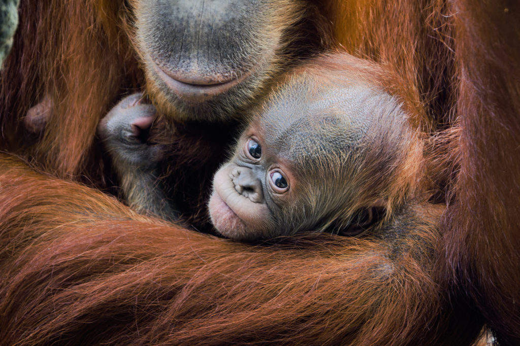 Sameček orangutana v Zoo Praha dostal jméno Harapan