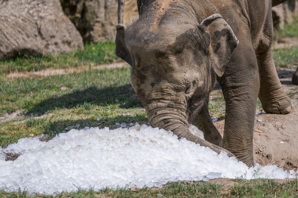 Tip na výlet: Ve středu se vrátí Zoo Praha pod ledem