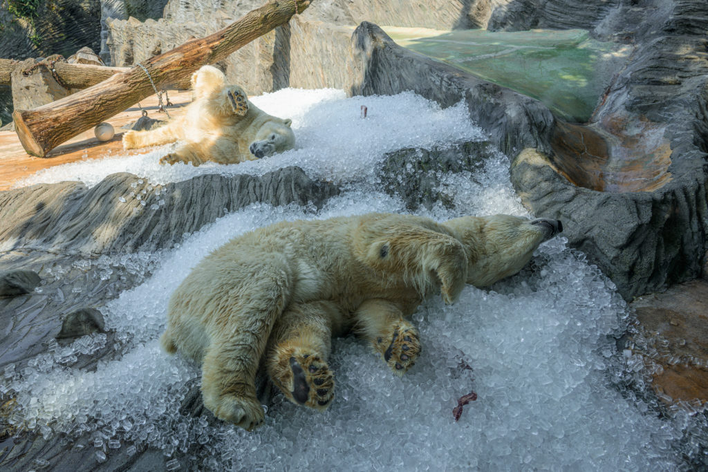 Tip na výlet: Ve středu se vrátí Zoo Praha pod ledem