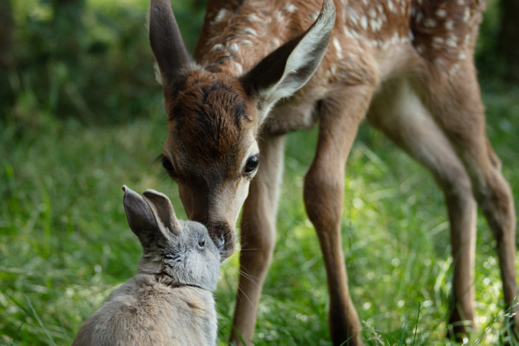 Rodinný film BAMBI