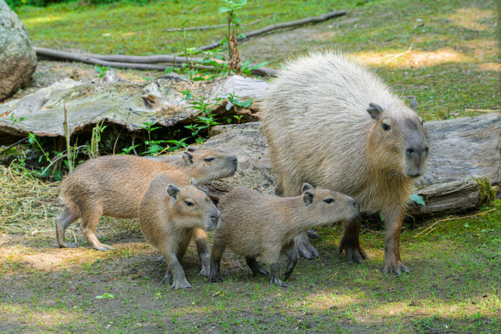 Pražská ZOO: Výroční slavnost už tuto sobotu