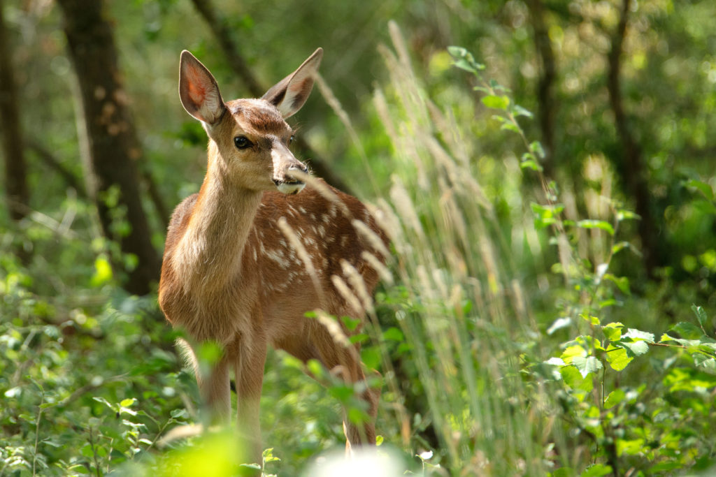 Rodinný film BAMBI