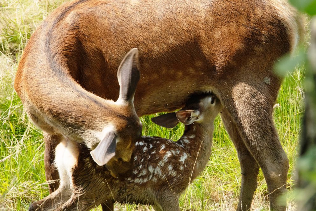 Rodinný film Bambi: Příběh života z lesů