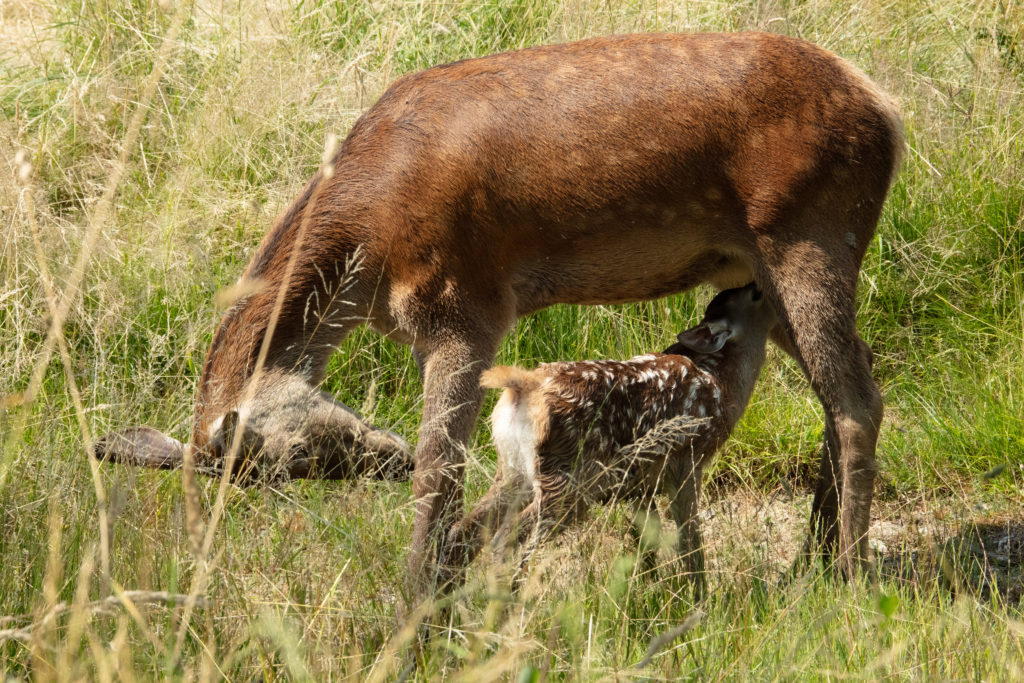 Rodinný film BAMBI