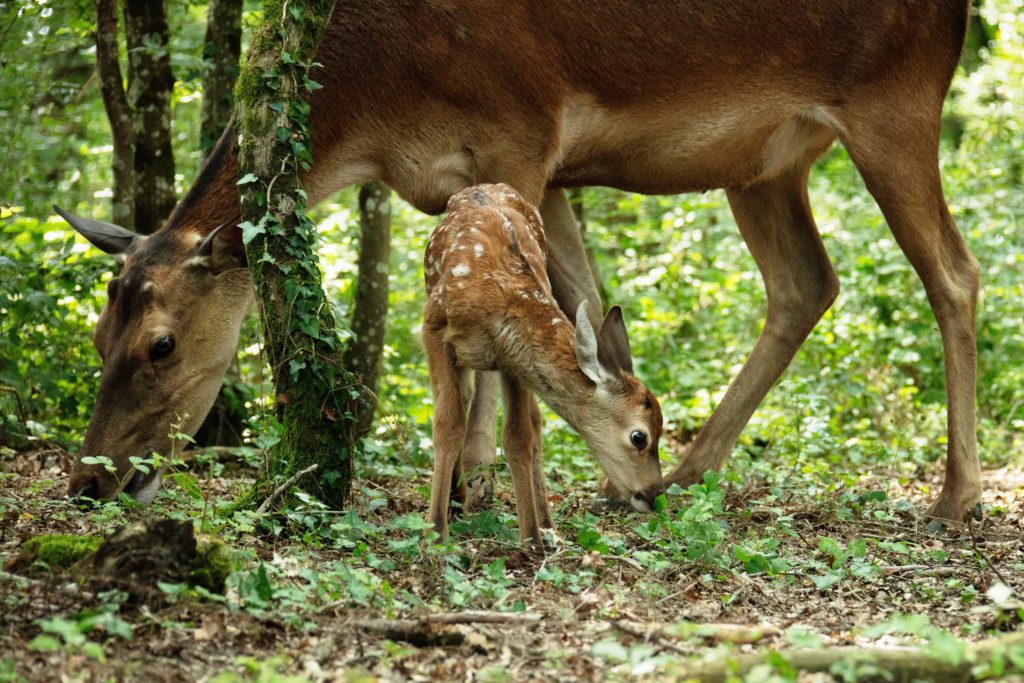 Rodinný film BAMBI