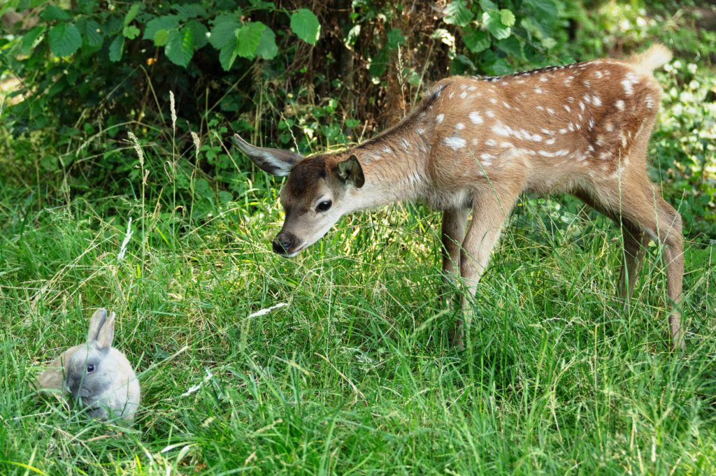 Rodinný film BAMBI