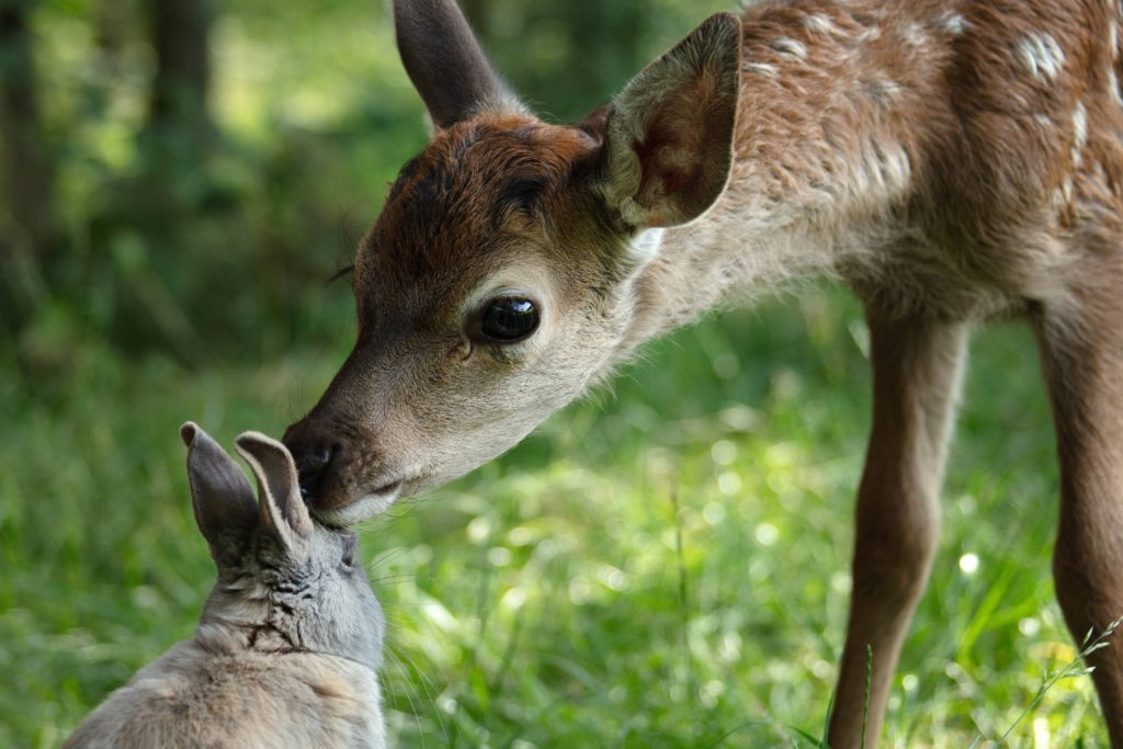 Rodinný film BAMBI: Příběh života z lesů