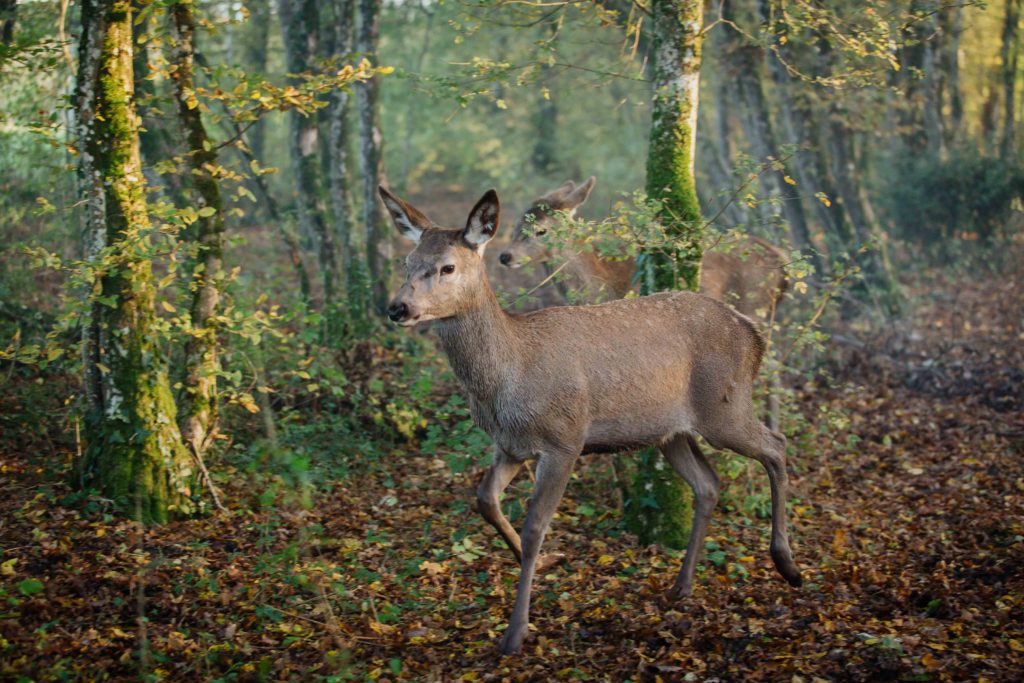 Rodinný film BAMBI