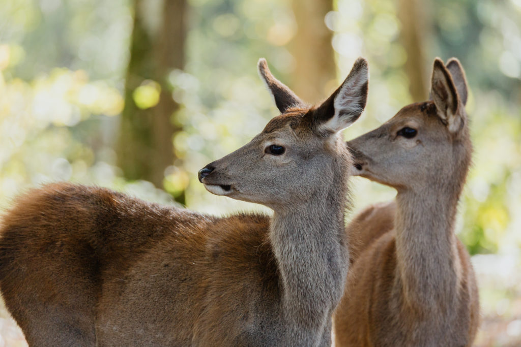 Rodinný film BAMBI