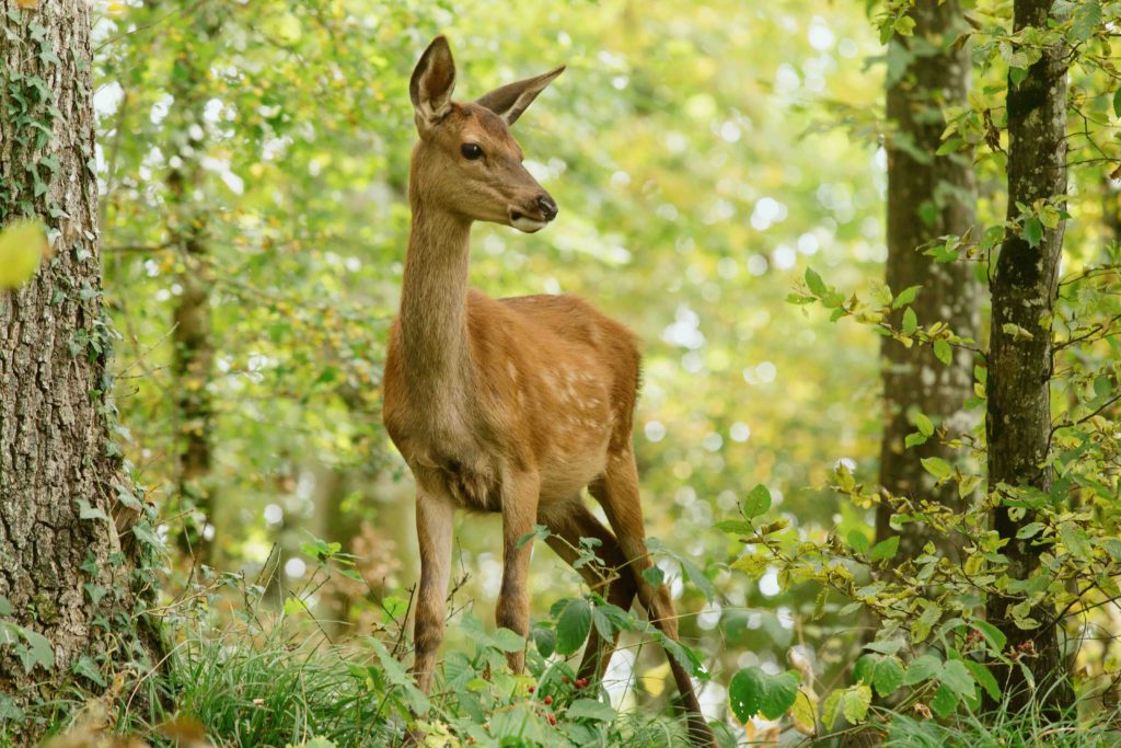 Rodinný film BAMBI