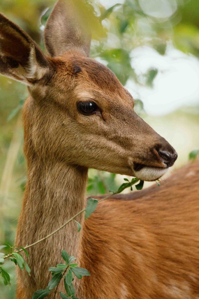 Rodinný film BAMBI