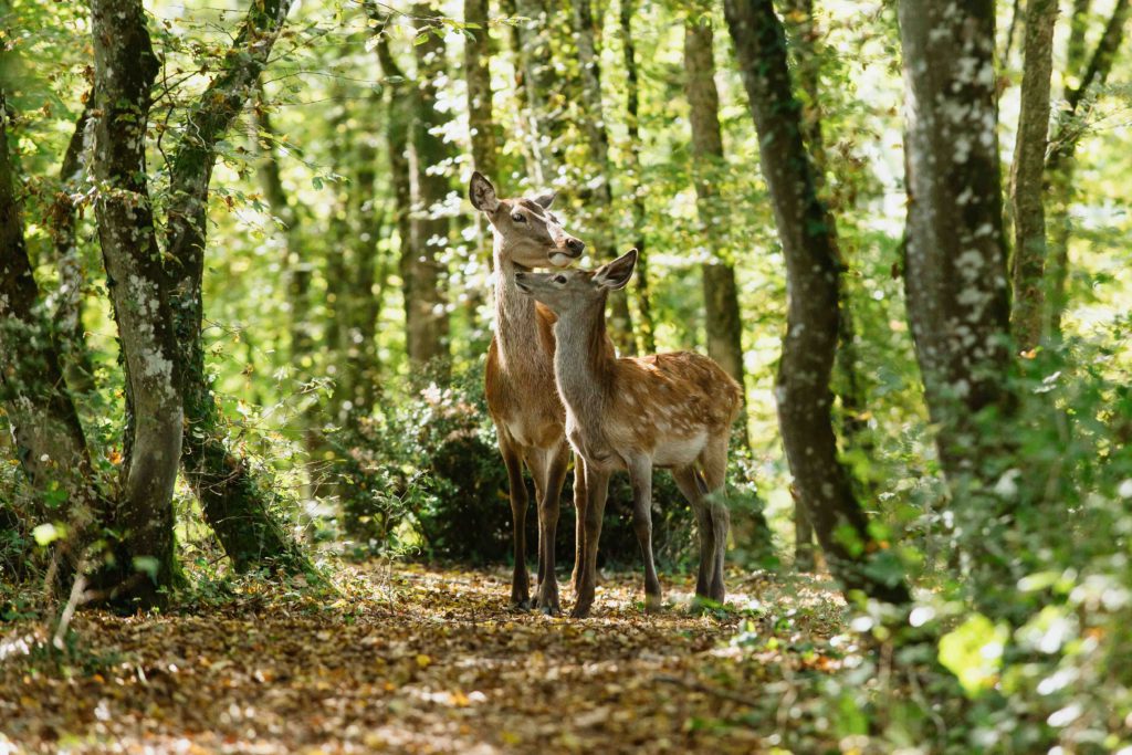 Rodinný film BAMBI