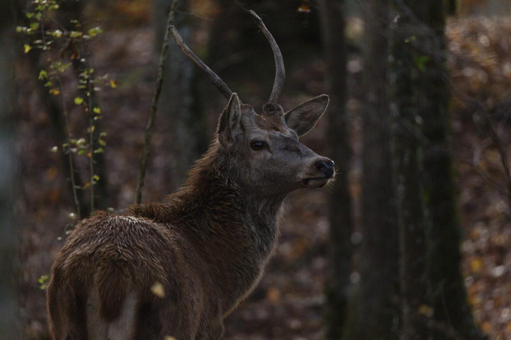 Rodinný film BAMBI