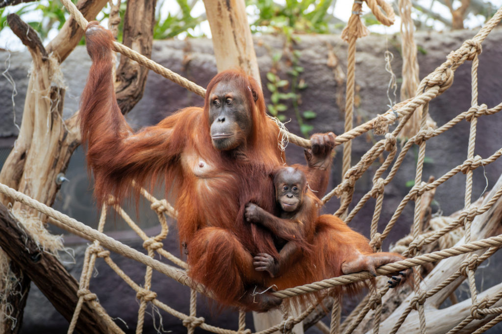 Zoo Praha zve návštěvníky do vyhřívaných pavilonů