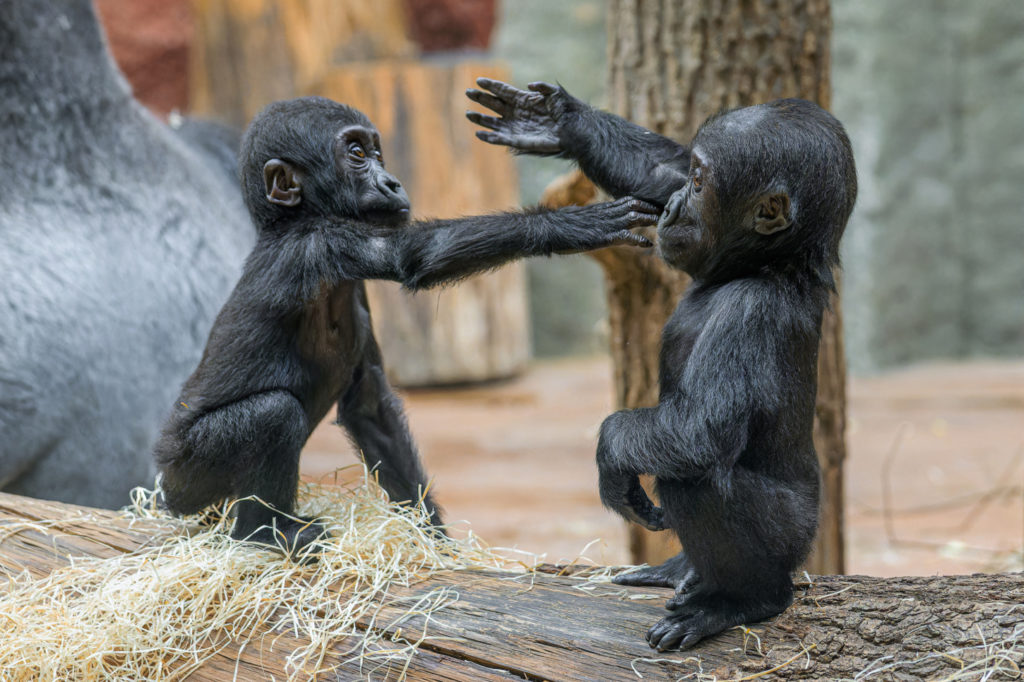 Zoo Praha zve návštěvníky do vyhřívaných pavilonů