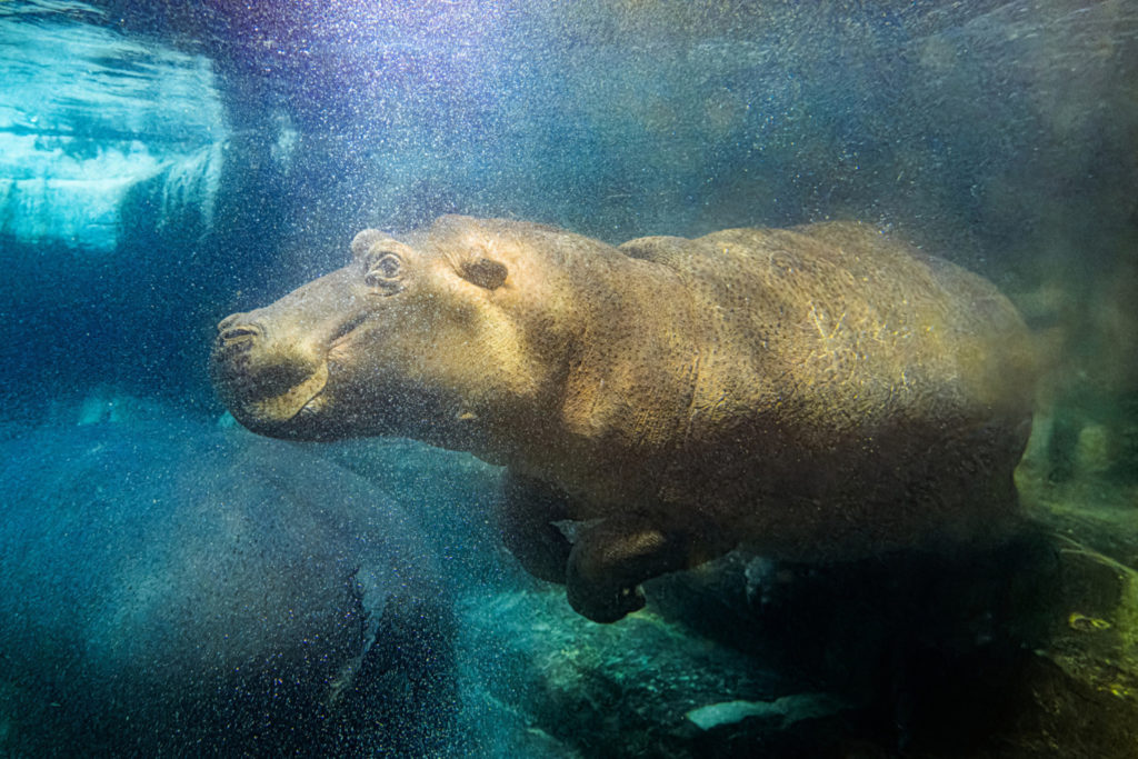 Zoo Praha zve návštěvníky do vyhřívaných pavilonů