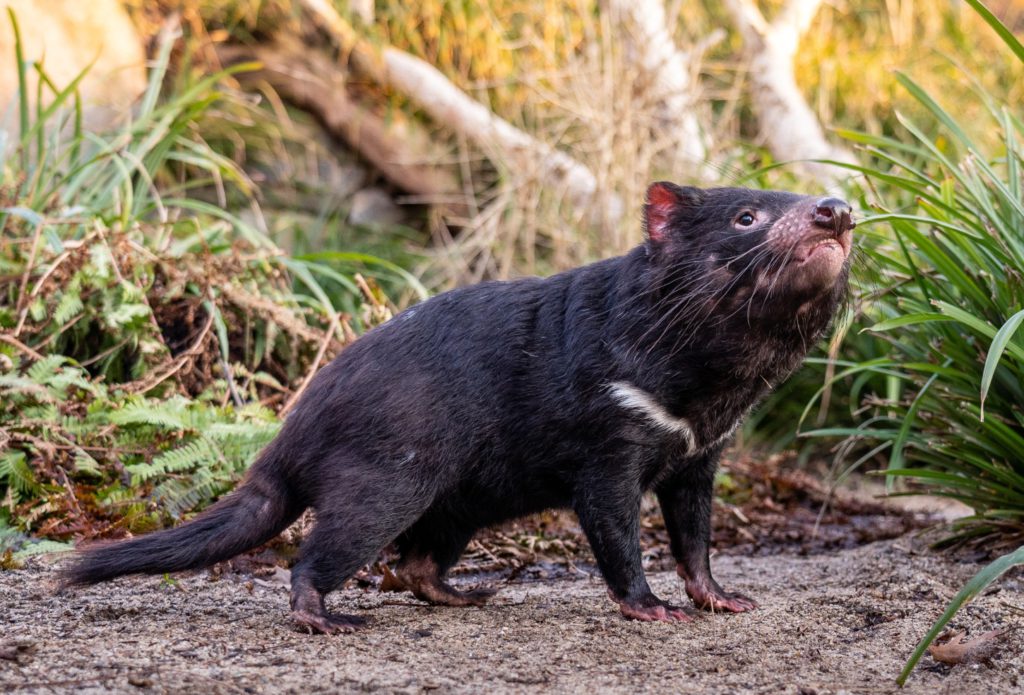 Pražská ZOO představila nové tasmánské čerty