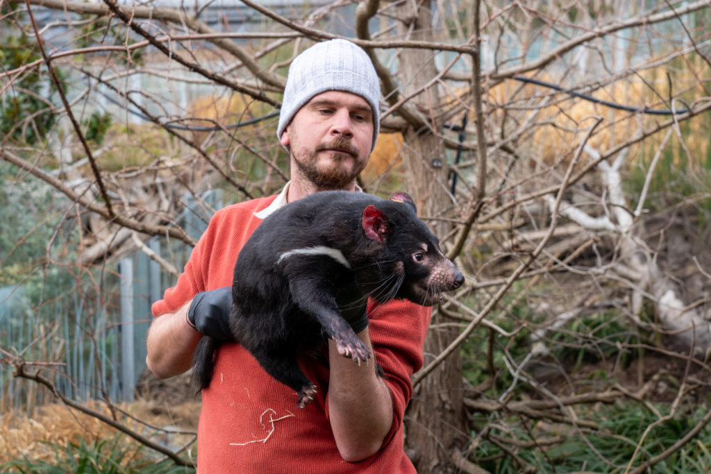 Pražská ZOO představila nové tasmánské čerty