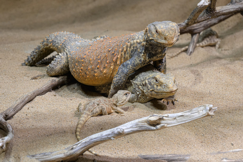 Pražská ZOO: Odzimování už pomalu započalo a zoo se připravuje na jaro