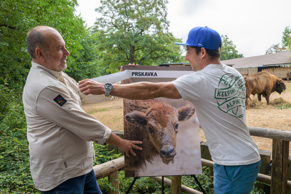 Pražská ZOO: Pětitýdenní samička zubra byla slavnostně pokřtěna a dostala jméno Prskavka