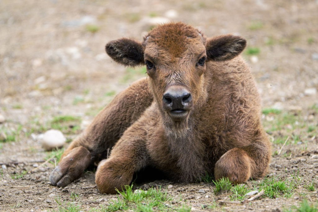 Pražská ZOO: Pětitýdenní samička zubra byla slavnostně pokřtěna a dostala jméno Prskavka